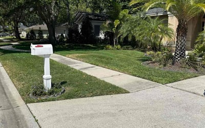 Photo of Yvonne M.'s yard after getting lawn care in Palm Harbor, FL