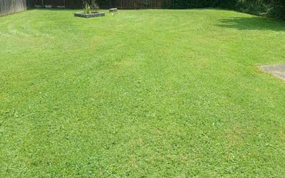 Photo of Graciela O.'s yard after getting lawn care in Portland, TN