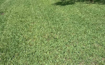 Photo of Bethany P.'s yard after getting lawn care in Elgin, SC