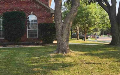 Photo of Shari M.'s yard after getting lawn care in Flower Mound, TX