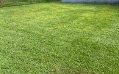 Photo of Caris W.'s yard after getting lawn care in Homestead, FL