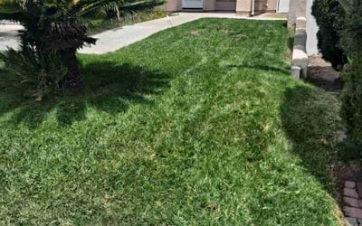 Photo of John B.'s yard after getting lawn care in Chula Vista, CA