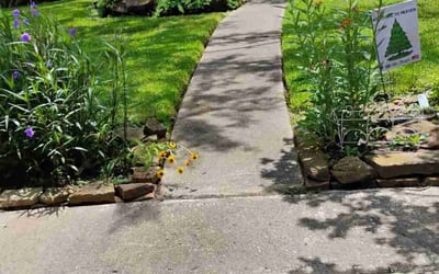 Photo of Pamela F.'s yard after getting lawn care in Charles Town, WV