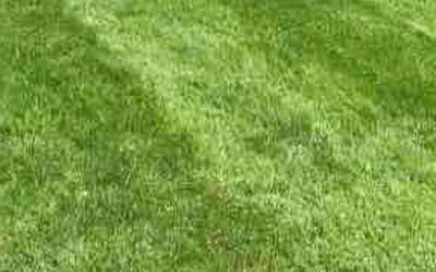 Photo of Tamara J.'s yard after getting lawn care in Malden, MA