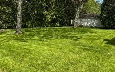 Photo of Jared B.'s yard after getting lawn care in York, SC