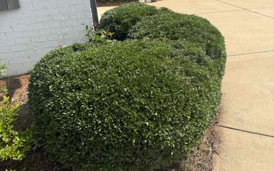 Photo of Alfredo S.'s yard after getting lawn care in Perris, CA