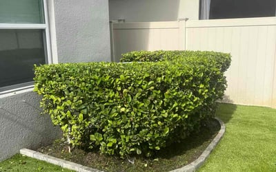 Photo of Candy V.'s yard after getting lawn care in Cocoa Beach, FL