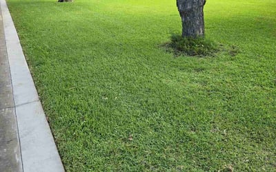 Photo of Jason W.'s yard after getting lawn care in Kingston, PA