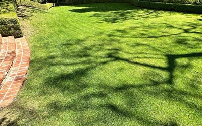 Photo of Keith H.'s yard after getting lawn care in North Hills, CA