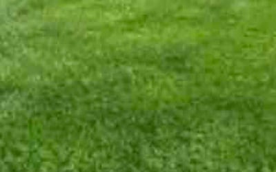 Photo of Delphine M.'s yard after getting lawn care in East Hartford, CT