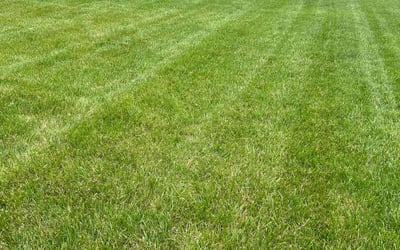 Photo of Jared D.'s yard after getting lawn care in Petersburg, VA
