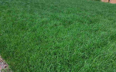 Photo of Carol J.'s yard after getting lawn care in Colorado Springs, CO