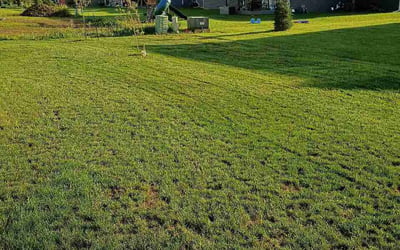 Photo of Tarren N.'s yard after getting lawn care in Burlington, KY