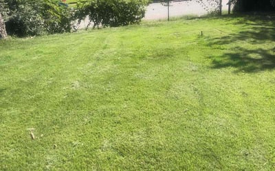 Photo of Paulina W.'s yard after getting lawn care in Halethorpe, MD