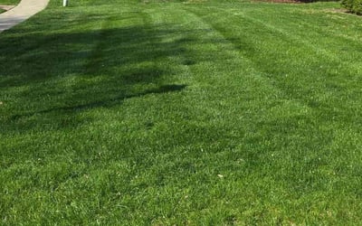 Photo of Ayush D.'s yard after getting lawn care in Rockville, MD