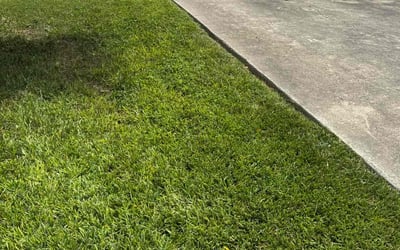 Photo of Kaki L.'s yard after getting lawn care in Arcadia, CA