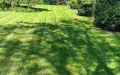 Photo of Sara H.'s yard after getting lawn care in Arlington, VA