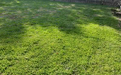 Photo of Donald W.'s yard after getting lawn care in Orangevale, CA
