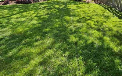 Photo of Beth H.'s yard after getting lawn care in Darien, IL