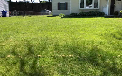 Photo of Veronica L.'s yard after getting lawn care in Suitland, MD