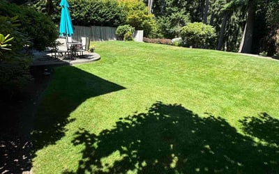 Photo of Terry A.'s yard after getting lawn care in Federal Way, WA