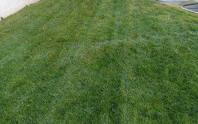 Photo of Felicia K.'s yard after getting lawn care in South Jordan, UT