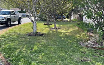 Photo of Rebecca T.'s yard after getting lawn care in Passaic, NJ