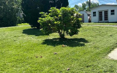 Photo of Shannun T.'s yard after getting lawn care in Potomac, MD