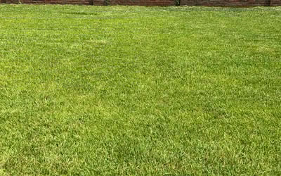 Photo of Holly R.'s yard after getting lawn care in Webster, TX