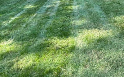Photo of Emily s.'s yard after getting lawn care in Norwich, CT