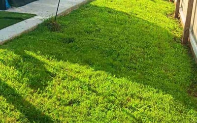Photo of Mike S.'s yard after getting lawn care in Montevallo, AL