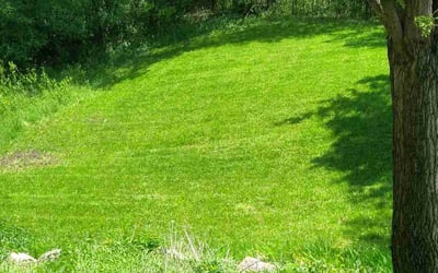 Photo of Sharon G.'s yard after getting lawn care in Columbia Heights, MN