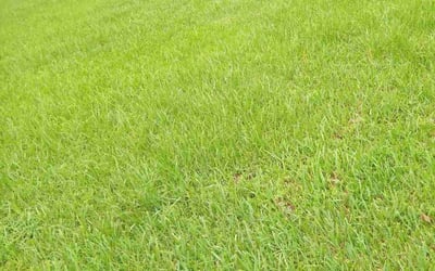 Photo of Edna P.'s yard after getting lawn care in Orange Park, FL
