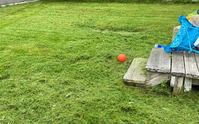 Photo of Alan S.'s yard after getting lawn care in Demotte, IN