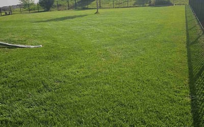 Photo of Michael L.'s yard after getting lawn care in Papillion, NE