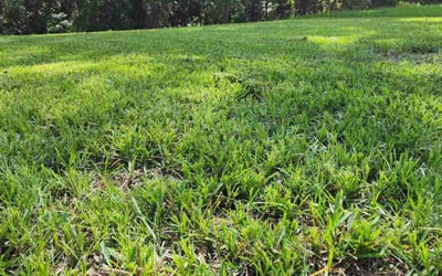 Photo of Damarizz M.'s yard after getting lawn care in Hudson, FL