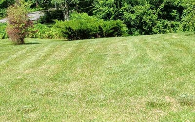Photo of Cynthia J.'s yard after getting lawn care in Framingham, MA