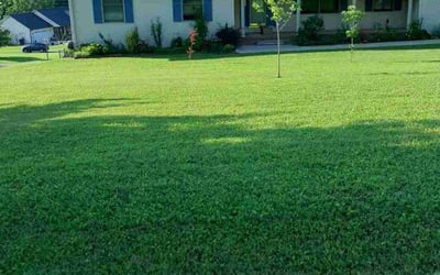 Photo of Mijung K.'s yard after getting lawn care in Johnson City, TN