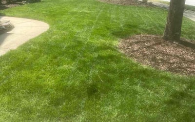 Photo of Scott L.'s yard after getting lawn care in Smithfield, NC
