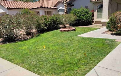 Photo of Dejan M.'s yard after getting lawn care in Chandler, AZ