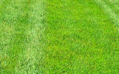Photo of Audra W.'s yard after getting lawn care in Oakland Gardens, NY
