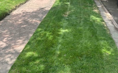 Photo of Melba M.'s yard after getting lawn care in Manvel, TX