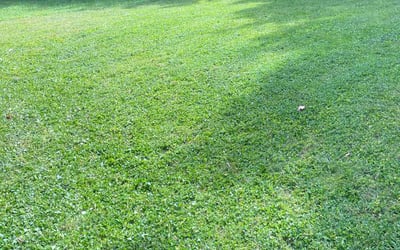 Photo of Ashlee R.'s yard after getting lawn care in Ambler, PA