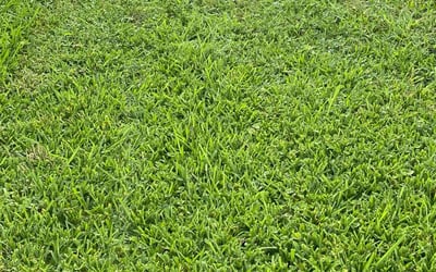 Photo of Keith G.'s yard after getting lawn care in Austin, TX