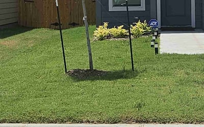 Photo of Courtney K.'s yard after getting lawn care in Greenville, TX