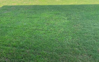 Photo of Katie G.'s yard after getting lawn care in Del City, OK