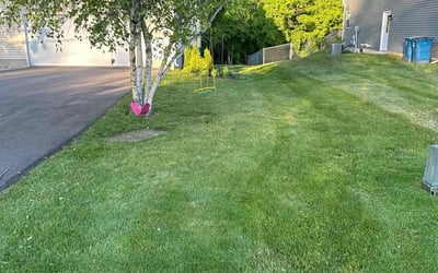 Photo of Ann N.'s yard after getting lawn care in San Antonio, TX