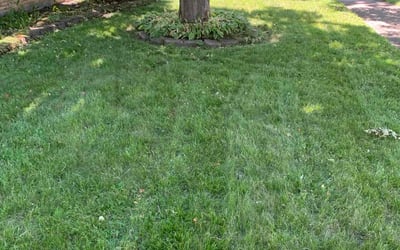 Photo of Michelle T.'s yard after getting lawn care in Park Forest, IL