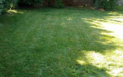 Photo of Edward C.'s yard after getting lawn care in Lexington, KY