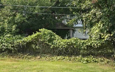 Photo of Larry L.'s yard after getting tree care in Marana, AZ